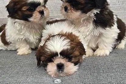 Shih Tzu suczki., Mazowieckie, Przysucha