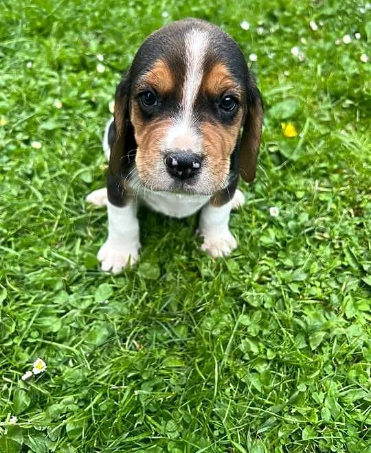 Szczeniaki Beagle Tricolor, Małopolskie, Limanowa