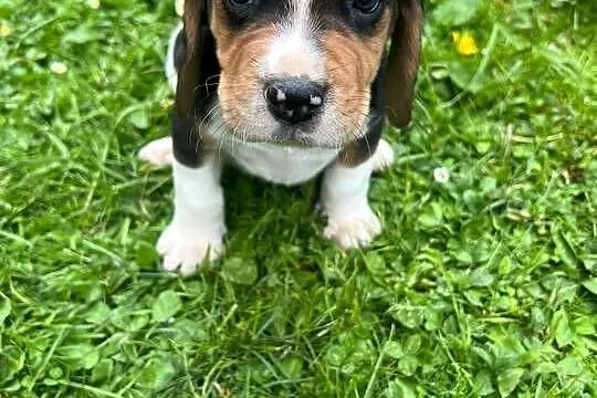 Szczeniaki Beagle Tricolor, Małopolskie, Limanowa