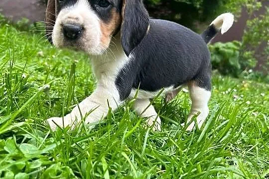 Szczeniaki Beagle Tricolor, Małopolskie, Limanowa