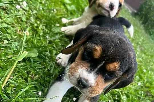 Szczeniaki Beagle Tricolor, Małopolskie, Limanowa