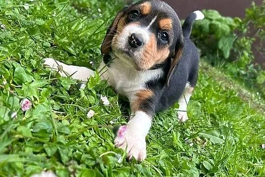 Szczeniaki Beagle Tricolor, Małopolskie, Limanowa