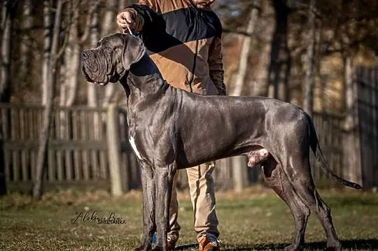 Dog niemiecki błękitny FCI zkwp, Kujawsko-pomorskie, Żnin