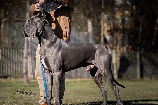 Dog niemiecki błękitny FCI zkwp, Kujawsko-pomorskie, Żnin