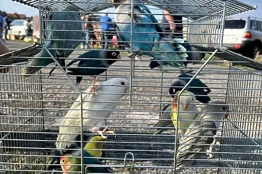 Papugi nierozłączki czarnogłowe czerwonoczelne