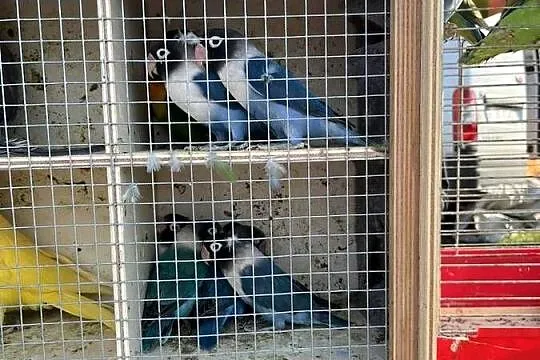 Papugi nierozłączki czarnogłowe czerwonoczelne, Mazowieckie, Chomentów-Puszcz