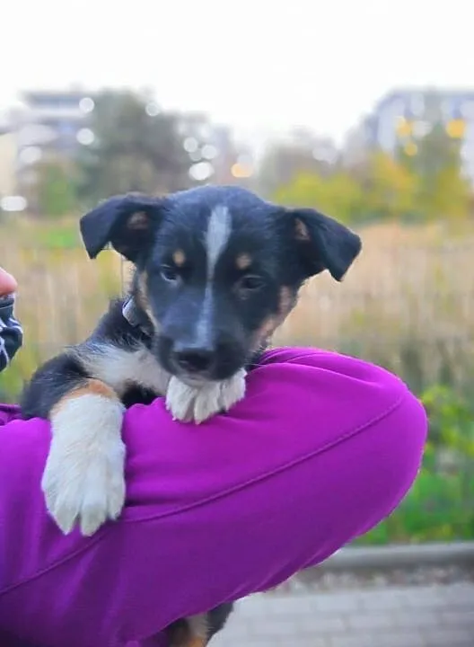 Ok. 2 mies. cudowna JACKIE do adopcji, Mazowieckie, Warszawa
