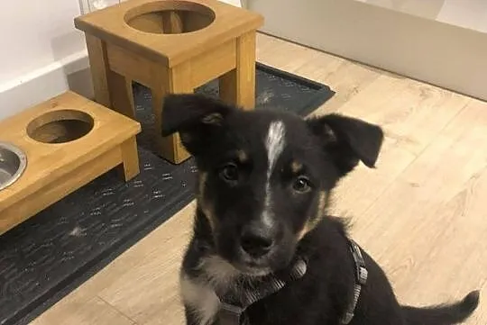 Ok. 2 mies. cudowna JACKIE do adopcji, Mazowieckie, Warszawa