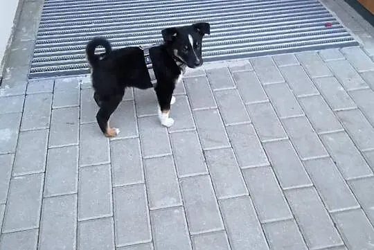 Ok. 2 mies. cudowna JACKIE do adopcji, Mazowieckie, Warszawa
