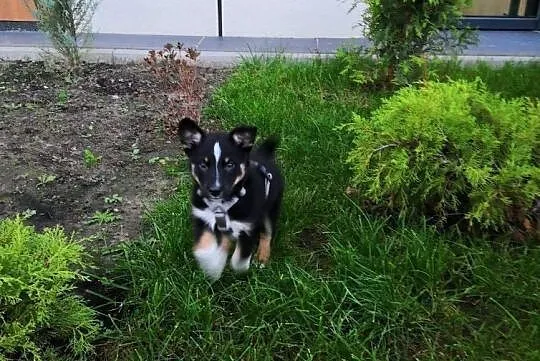 Ok. 2 mies. cudowna JACKIE do adopcji, Mazowieckie, Warszawa