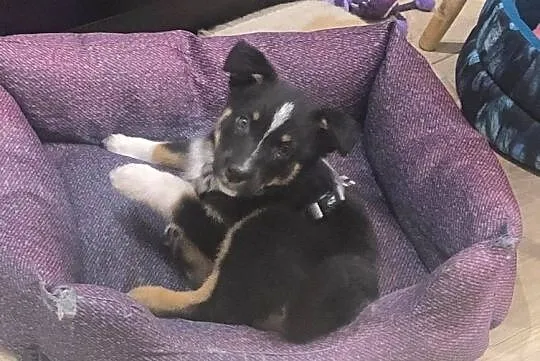 Ok. 2 mies. cudowna JACKIE do adopcji, Mazowieckie, Warszawa