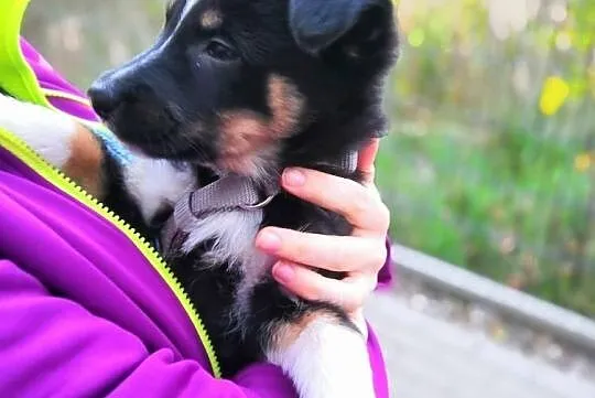 Ok. 2 mies. cudowna JACKIE do adopcji, Mazowieckie, Warszawa