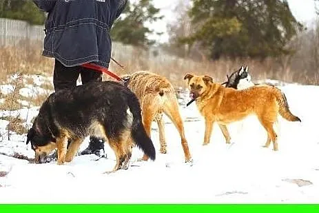 Dzieciolubny,rodzinny,łagodny,wesoły,sredni pies K