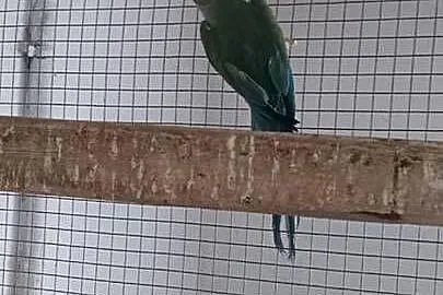 Aleksandrette obrożną kobalt turkus / głowa ogon samica lęgowa!