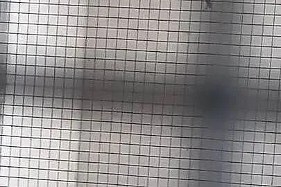 Aleksandrette obrożną kobalt turkus / głowa ogon samica lęgowa!, Wielkopolskie, Rawicz