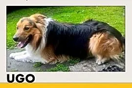 UGO,border collie dla aktywnych.przyjazny,wesoły pies.ADOPCJA, dolnośląskie Wrocław