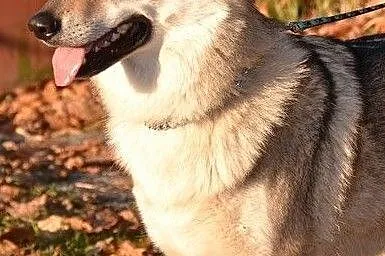 Szczenięta wilczura czechosłowackiego z rodowodem, , Bělá nad Svitavou