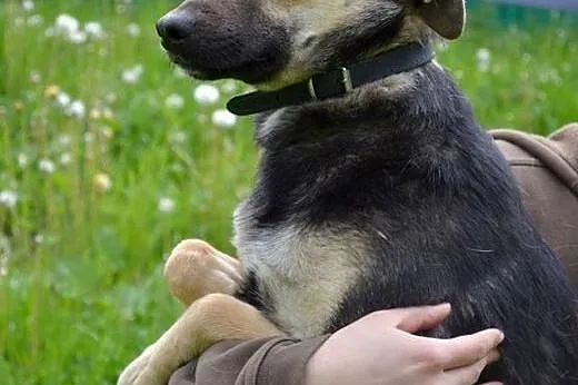 Karo nie radzi sobie w schronisku! Dom poszukiwany