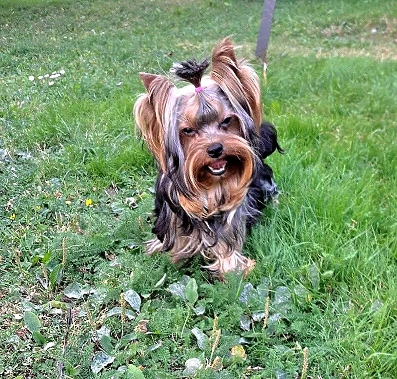 York, yorki, yorkshire terrier z metryczką ZKwP (FCI), Pomorskie, Chojnice