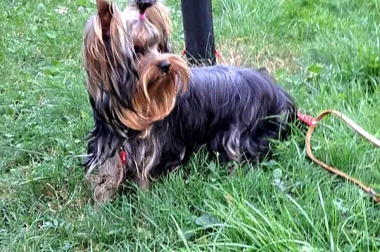 York, yorki, yorkshire terrier z metryczką ZKwP (FCI), Pomorskie, Chojnice