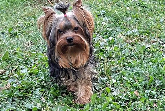 York, yorki, yorkshire terrier z metryczką ZKwP (FCI), Pomorskie, Chojnice