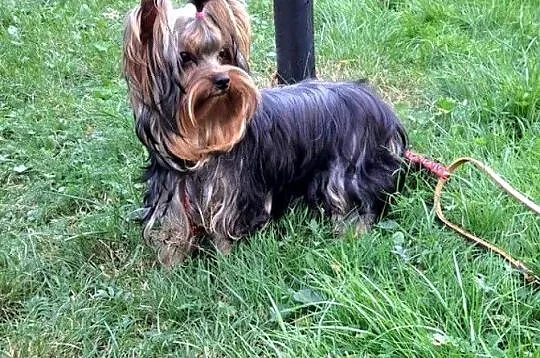 York, yorki, yorkshire terrier z metryczką ZKwP (FCI), Pomorskie, Chojnice