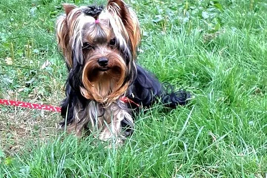 York, yorki, yorkshire terrier z metryczką ZKwP (FCI), Pomorskie, Chojnice