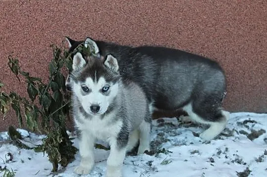 Husky-Szczniaki