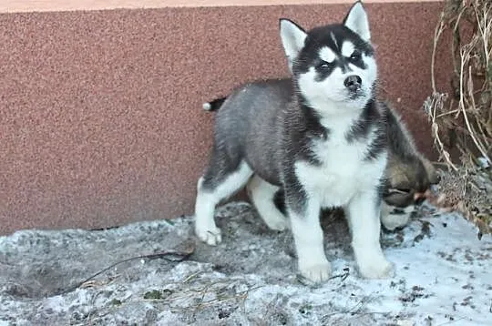 Husky-Szczniaki