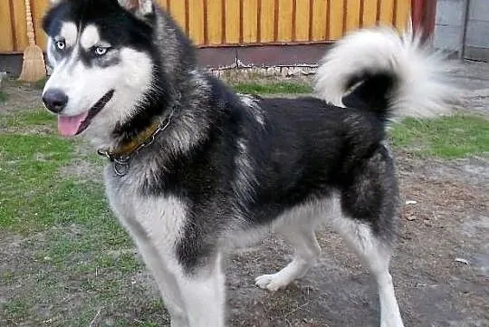 Husky-Szczniaki