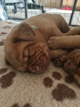✨ Ekskluzywny miot Dogue de Bordeaux FCI | Po Interchampionie ✨, , Łódź