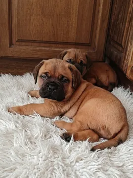✨ Ekskluzywny miot Dogue de Bordeaux FCI | Po Interchampionie ✨, , Łódź