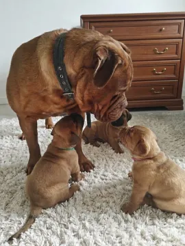 ✨ Ekskluzywny miot Dogue de Bordeaux FCI | Po Interchampionie ✨, , Łódź