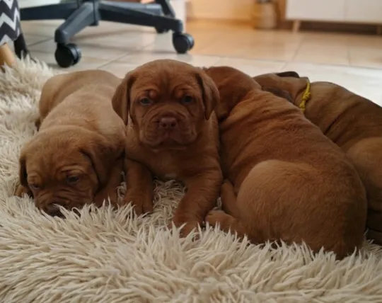 ✨ Ekskluzywny miot Dogue de Bordeaux FCI | Po Interchampionie ✨, , Łódź