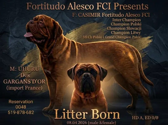 ✨ Ekskluzywny miot Dogue de Bordeaux FCI | Po Interchampionie ✨