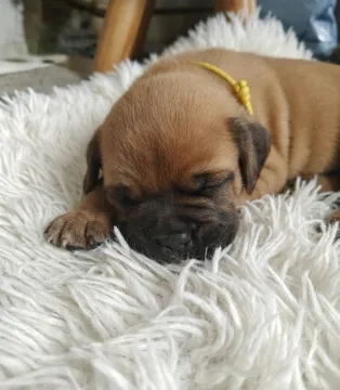 ✨ Ekskluzywny miot Dogue de Bordeaux FCI | Po Interchampionie ✨, , Łódź