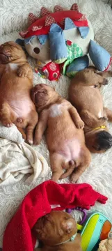 ✨ Ekskluzywny miot Dogue de Bordeaux FCI | Po Interchampionie ✨, , Łódź
