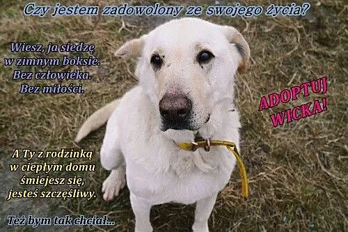 Wicek - skazany na dożywocie___