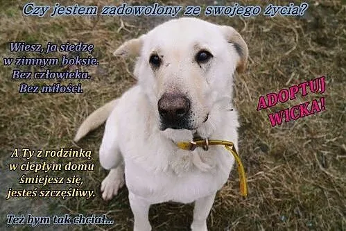 Wicek - skazany na dożywocie___