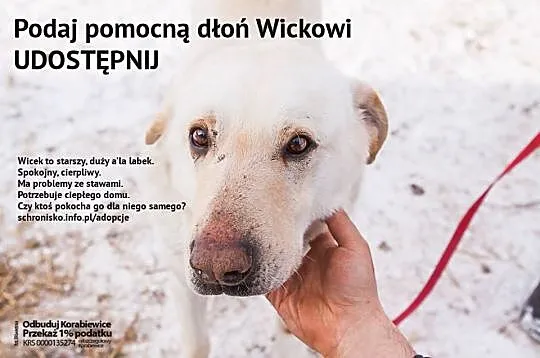 Wicek - skazany na dożywocie___