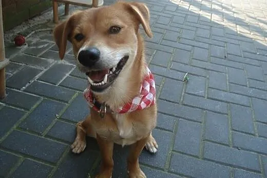 Nex - cudowny, uroczy, młody psiak do adopcji, mazowieckie Warszawa