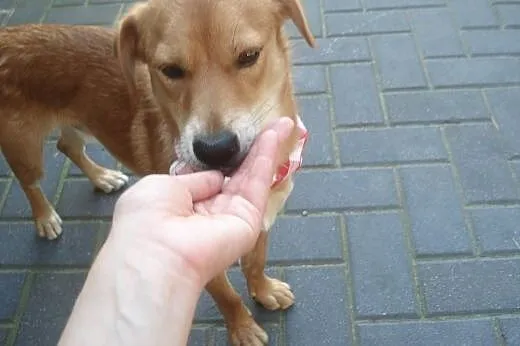 Nex - cudowny, uroczy, młody psiak do adopcji,  ma