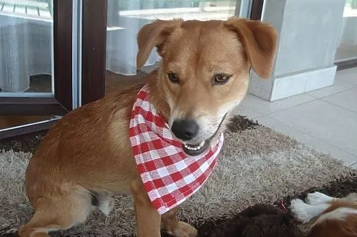 Nex - cudowny, uroczy, młody psiak do adopcji,  ma