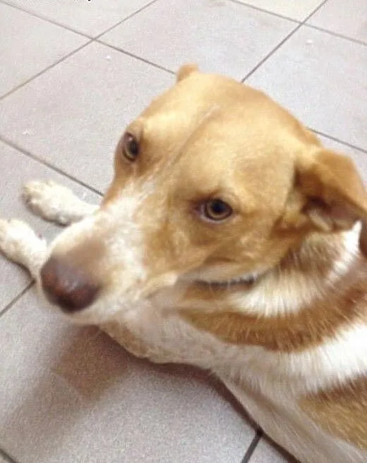 Roczny Ozzi pełen miłości do adopcji, pomorskie B