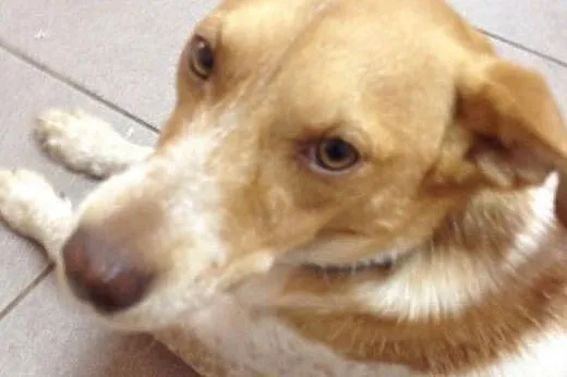 Roczny Ozzi pełen miłości do adopcji,  pomorskie B