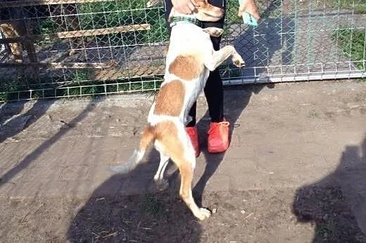 Roczny Ozzi pełen miłości do adopcji,  pomorskie B