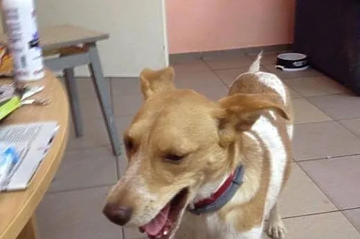 Roczny Ozzi pełen miłości do adopcji,  pomorskie B