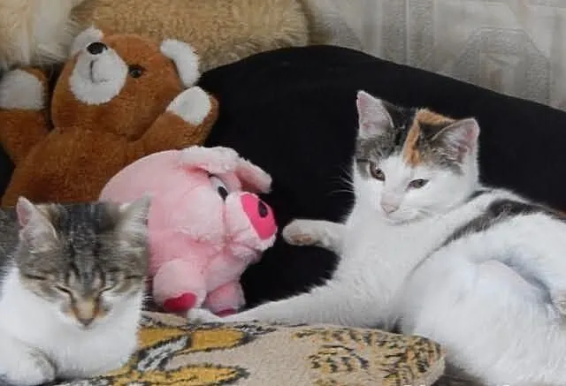 Dwie półroczne kotki, wysterylizowane, do adopcji