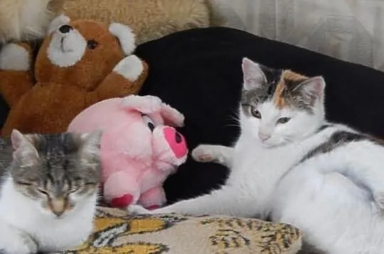 Dwie półroczne kotki, wysterylizowane, do adopcji 