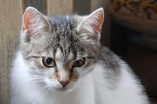 Dwie półroczne kotki, wysterylizowane, do adopcji 